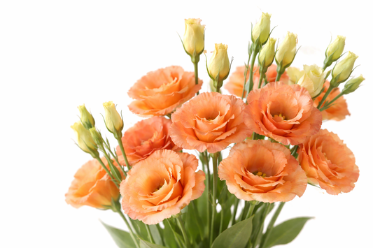 Lisianthus Plant 6-Pack - Sabrina Orange