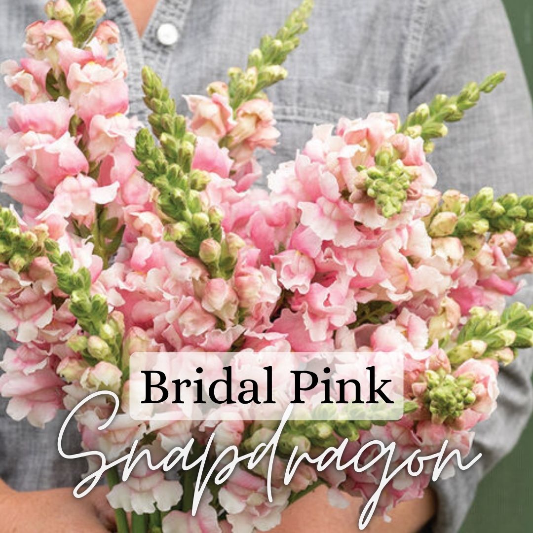 Custom Cut Flower Growers Kit - Cool Weather