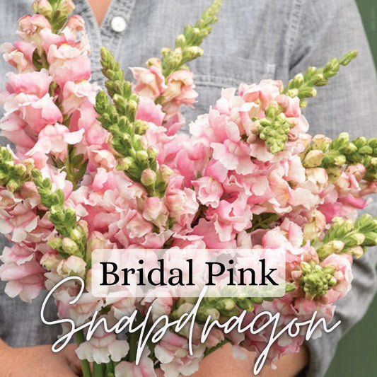 Snapdragon Plant 6-Pack - Bridal Pink