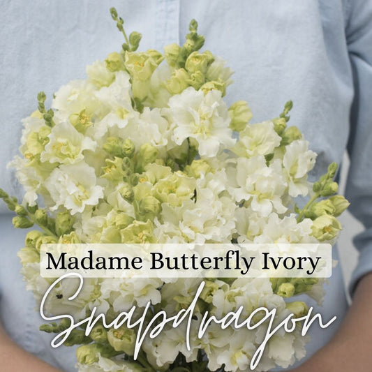 Snapdragon Plant 6-Pack - Madame Butterfly Ivory