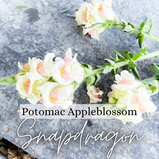 Snapdragon Plant 6-Pack - Potomac Appleblossom