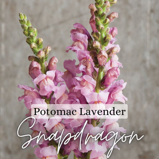 Snapdragon Plant 6-Pack - Potomac Lavenderr