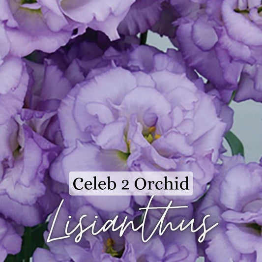 Lisianthus Plant 6-Pack - Celeb Orchid