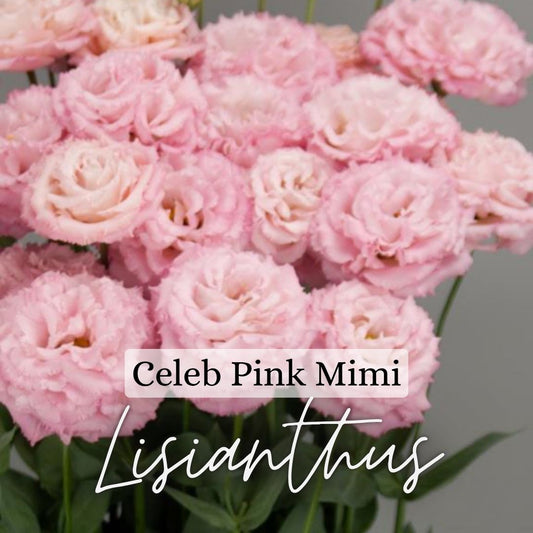 Lisianthus Plant 6-Pack - Celeb Mimi Pink