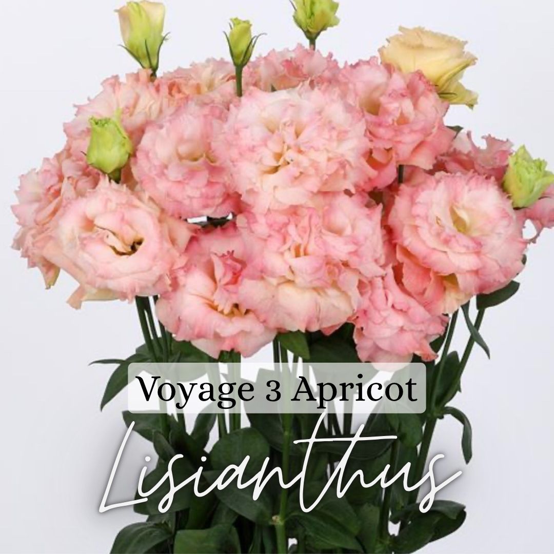 Custom Cut Flower Growers Kit - Cool Weather