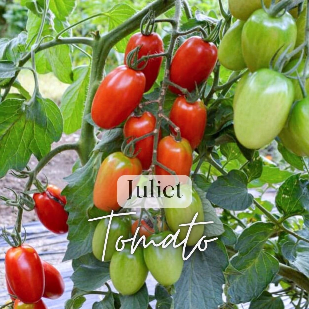 Salsas & Sauces Growers Kit