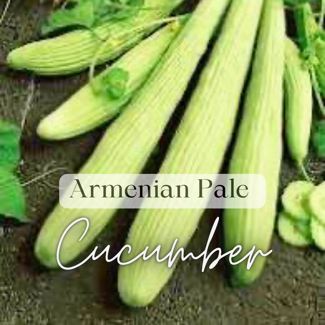 Warm Weather Kitchen Garden Kit