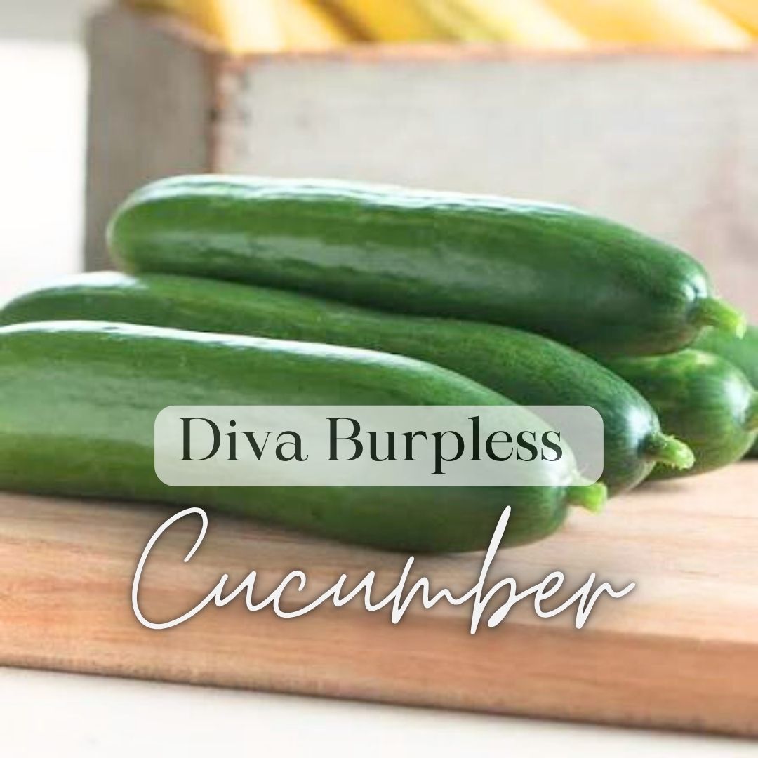 Warm Weather Kitchen Garden Kit