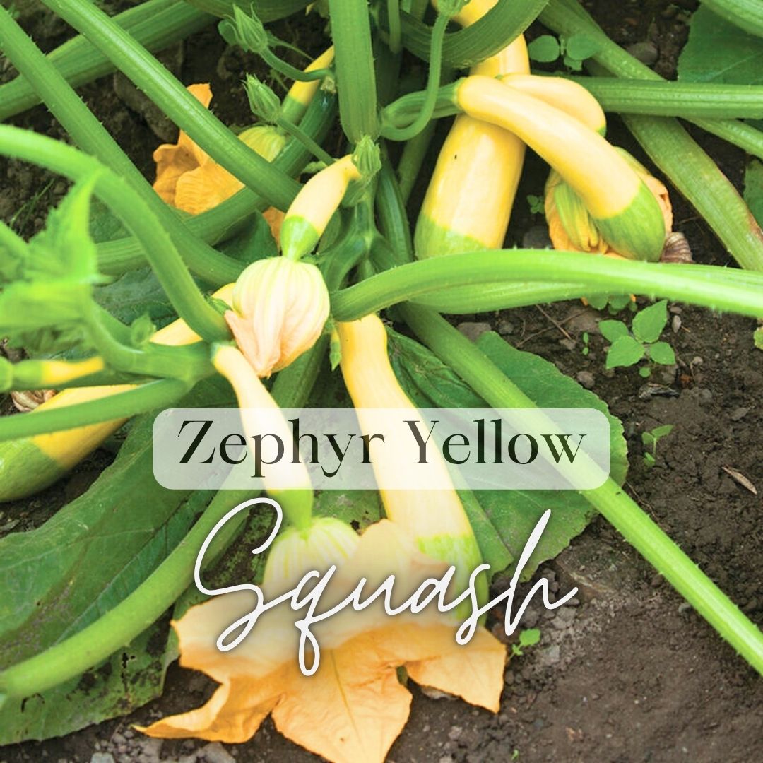 Warm Weather Kitchen Garden Kit