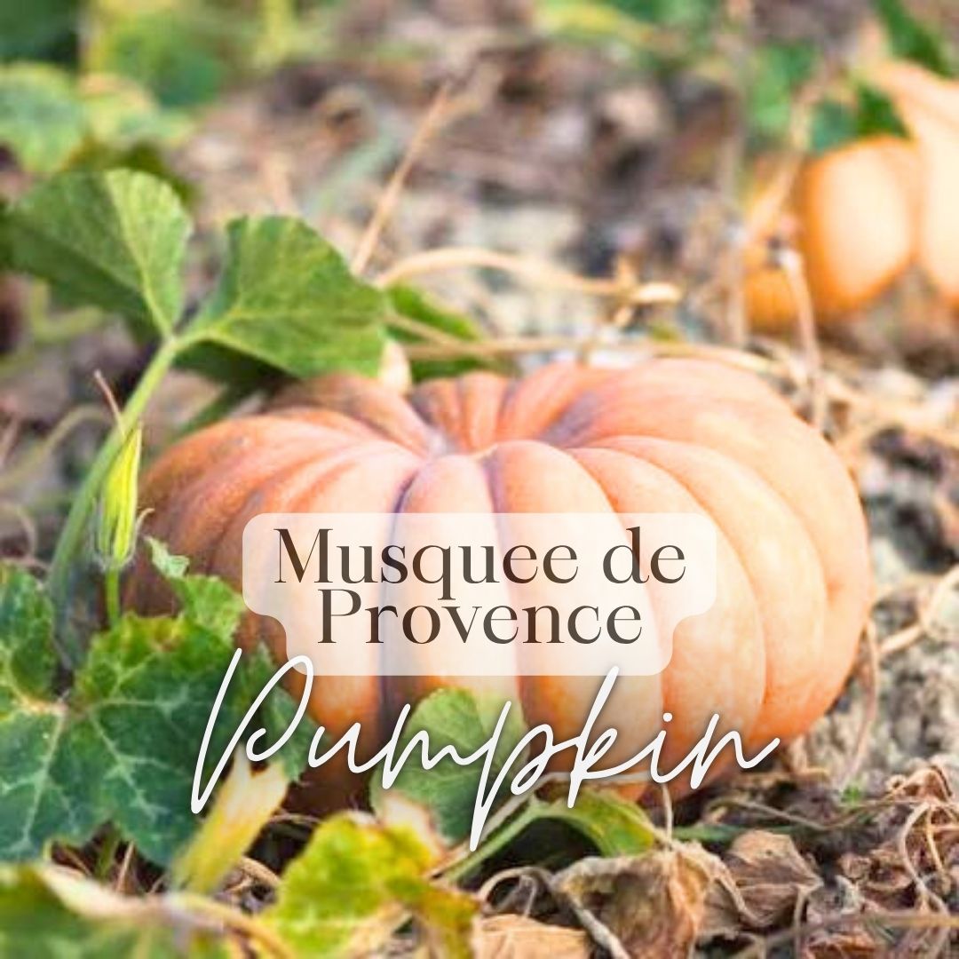 Warm Vines Essentials 6-Pack