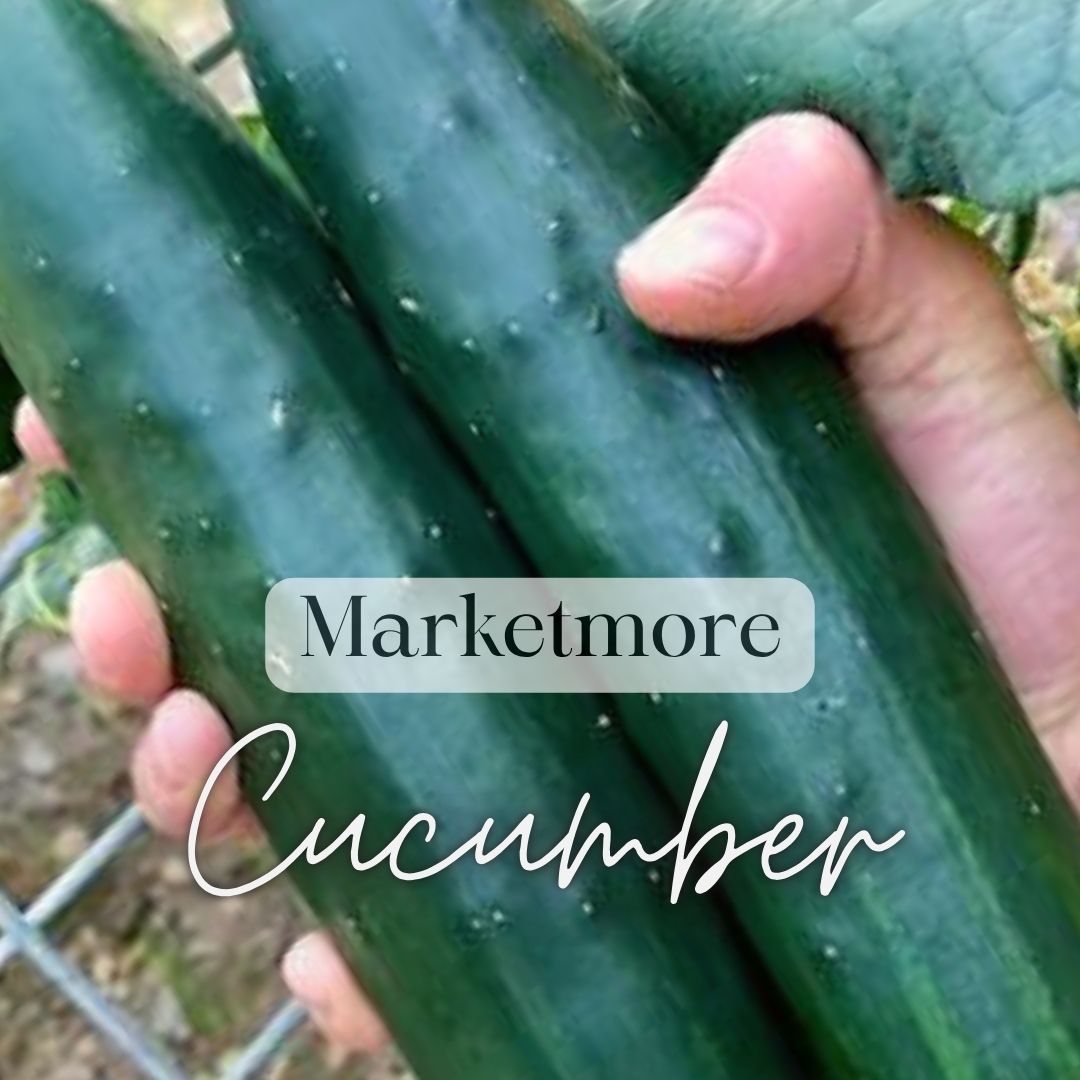 Cucumber Sampler 6-Pack