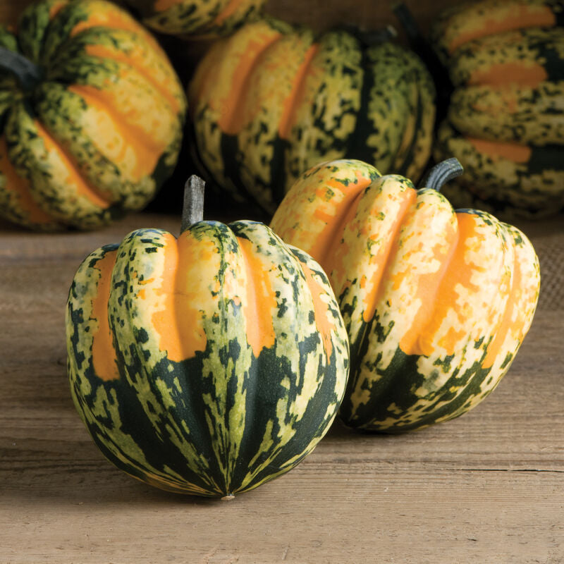 Specialty Pumpkins 6-Pack