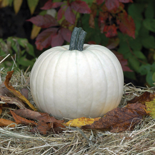 Pumpkin Lumina- SINGLE