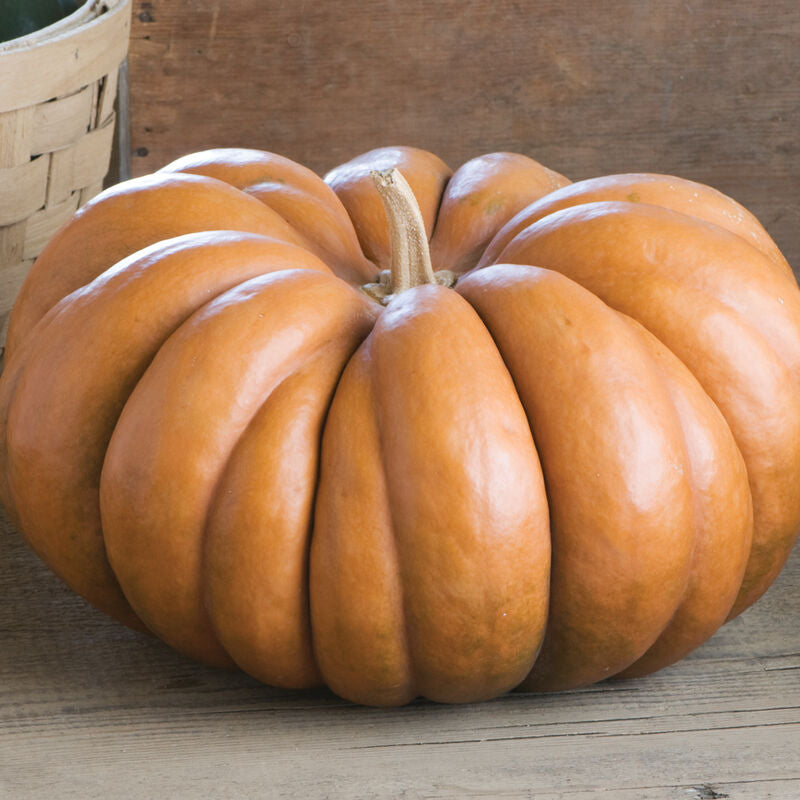 Specialty Pumpkins 6-Pack