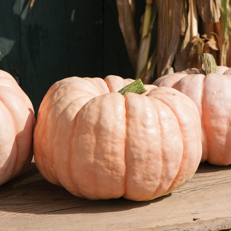Specialty Pumpkins 6-Pack