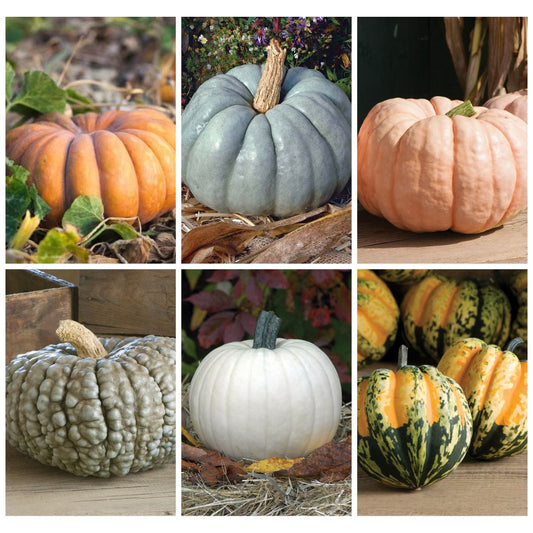 Specialty Pumpkins 6-Pack
