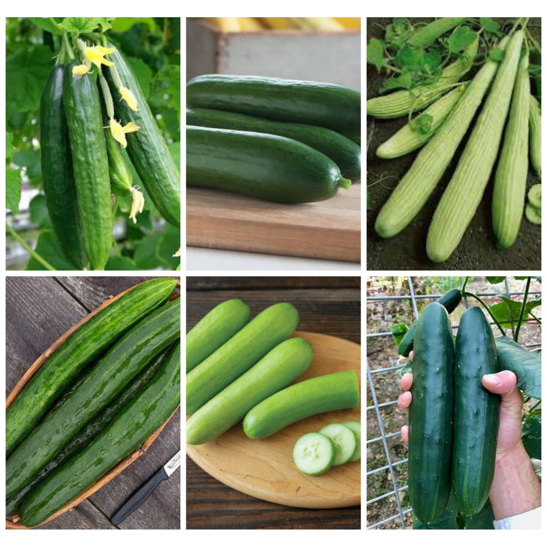 Cucumber Sampler 6-Pack
