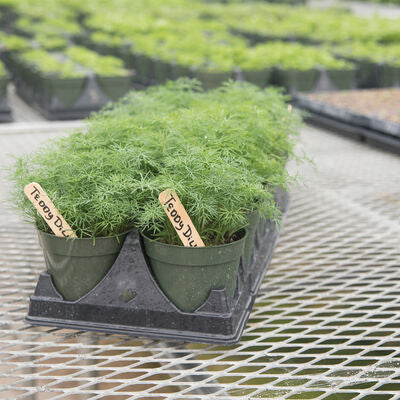 Cool Weather Herb Sampler 6-Pack