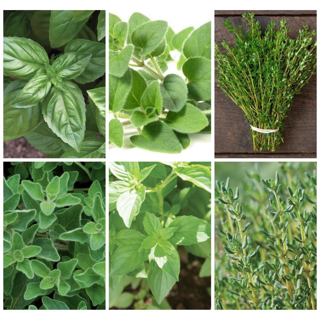 Warm Weather Herb Sampler 6-Pack
