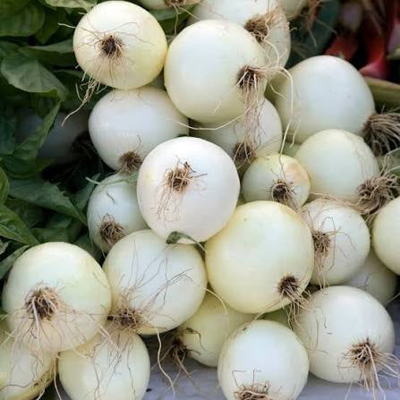 Intermediate Day Onion Trio