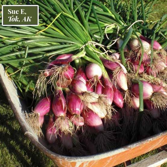 Intermediate Day Onion Trio