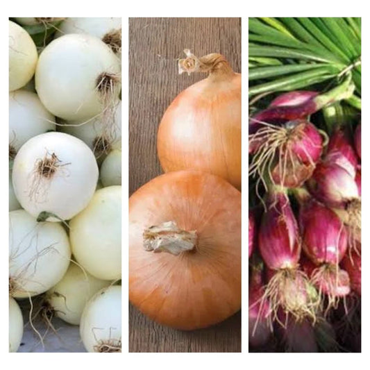 Intermediate Day Onion Trio