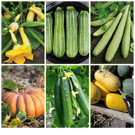 Warm Vines Essentials 6-Pack