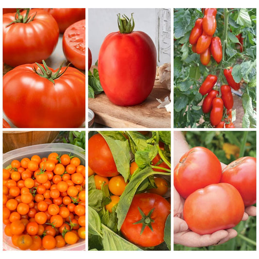 Tomato Sampler 6-Pack