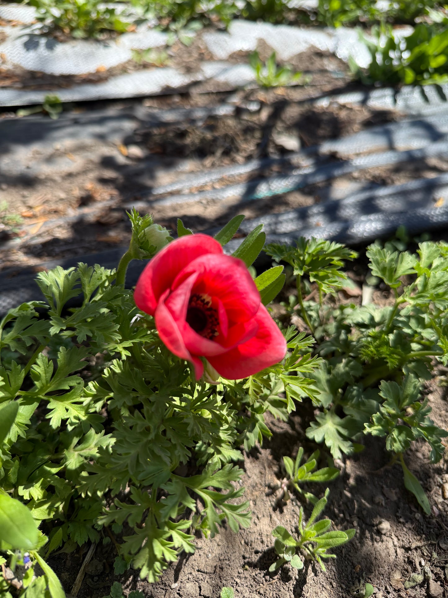 Wholesale Flowers