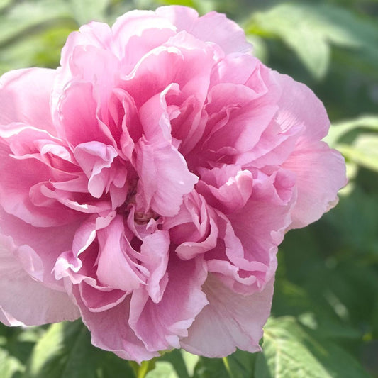 Light Pink Double Peony (5 Stem Bunch)