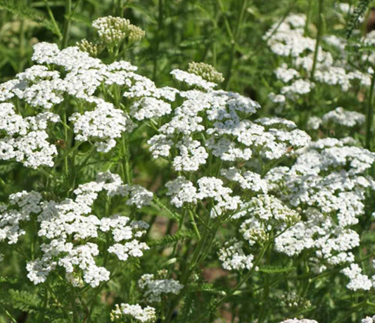 White Yarrow