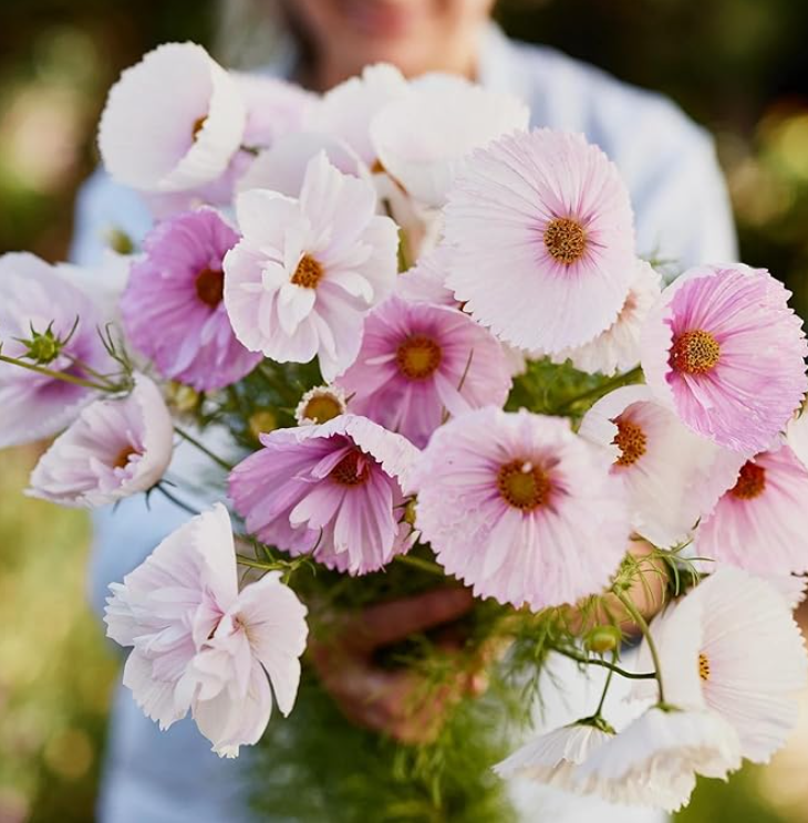 Specialty Cut: Flower Transplants + Seedlings