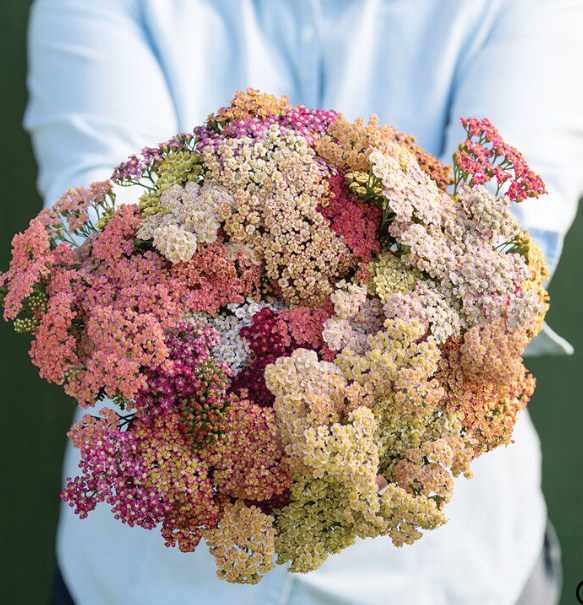 Summer Berries Yarrow