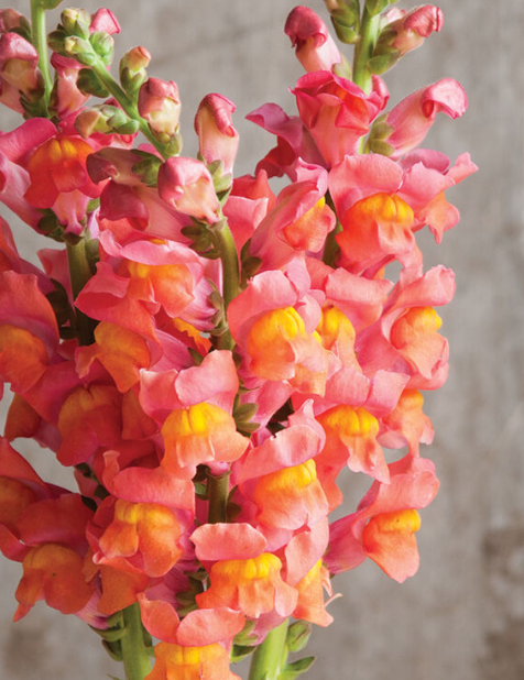 Specialty Cut: Flower Transplants + Seedlings