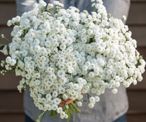 Specialty Cut: Flower Transplants + Seedlings