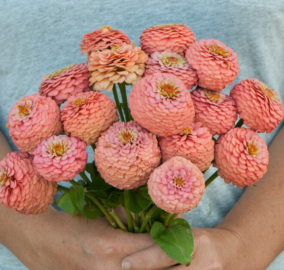 Specialty Cut: Flower Transplants + Seedlings