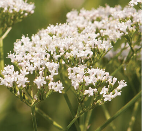 Specialty Cut: Flower Transplants + Seedlings