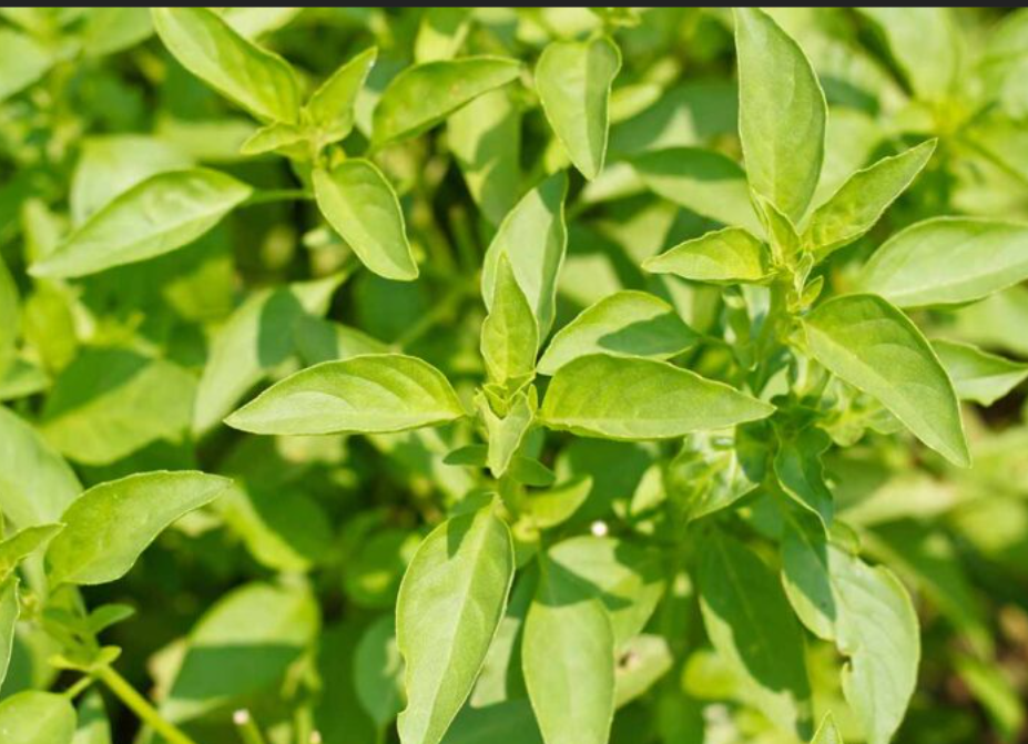 Specialty Cut: Flower Transplants + Seedlings