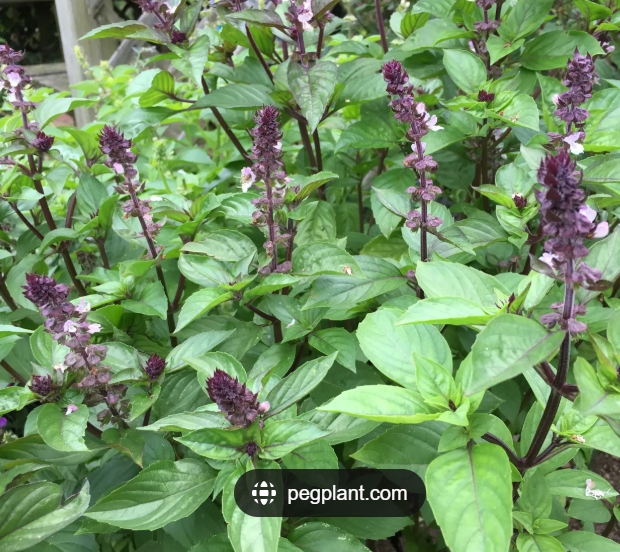 Specialty Cut: Flower Transplants + Seedlings